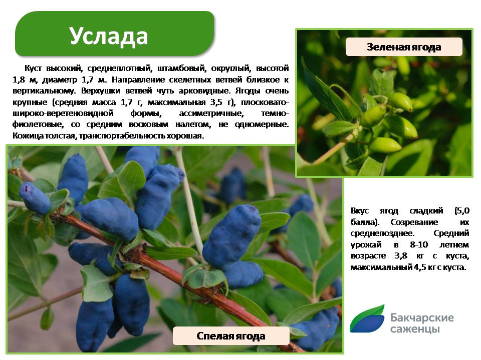 Слайд6.JPG