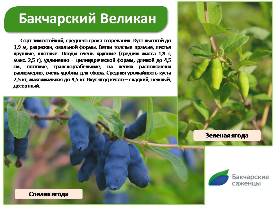 Слайд1.JPG